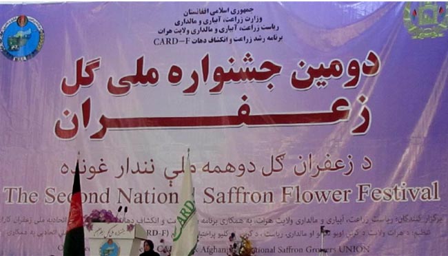 دومين جشنواره گل زعفران  در هرات برگزار شد